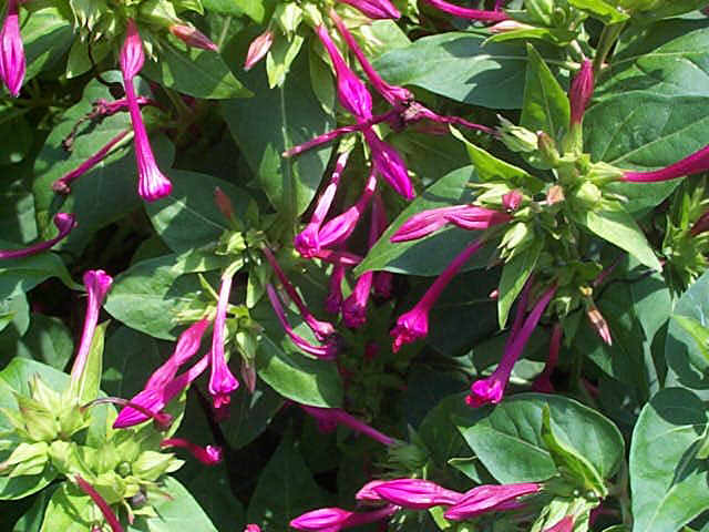 brazil rainforest plants